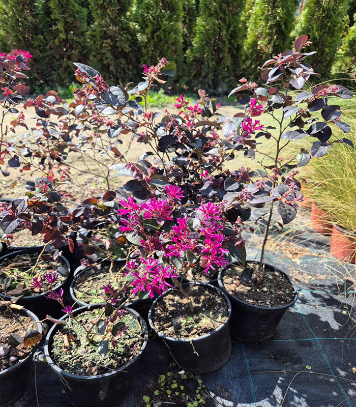- Loropetalum - Slika 3