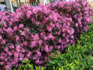- Loropetalum chinense