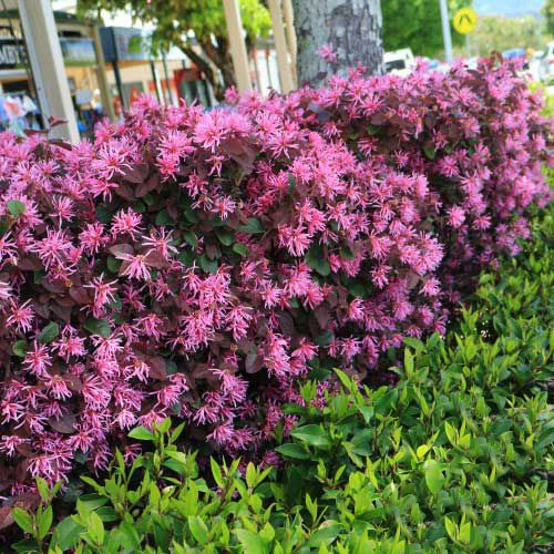 - Loropetalum