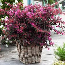 - Loropetalum - Slika 2