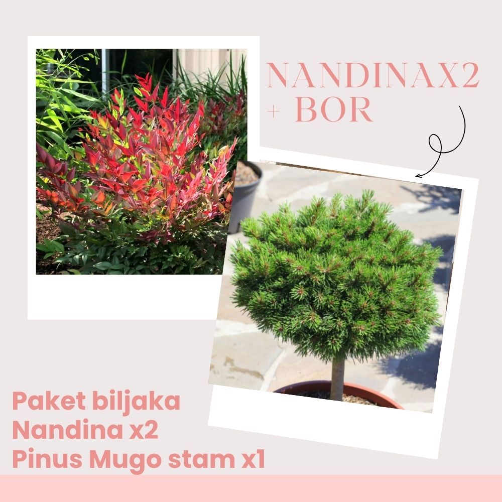 Kombinacija 2x Nandina + x1 Mugo stam - Slika 2