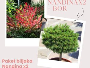 Kombinacija 2x Nandina + x1 Mugo stam