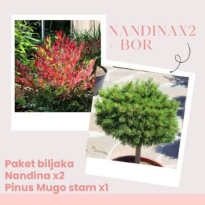Kombinacija 2x Nandina + x1 Mugo stam