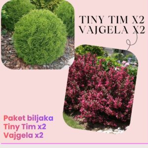 - Tiny tim x2 + Vajgela x2