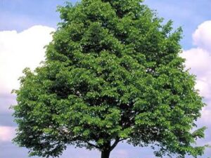 Sitnolisna lipa - Tilia cordata