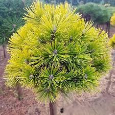 - Kalemljeni bor - Pinus mugo “Carsten’s Winter Gold“
