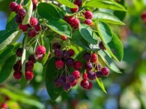 - Snežna borovnica - Amelanchier lamarckii