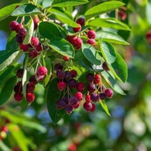 - Snežna borovnica - Amelanchier lamarckii