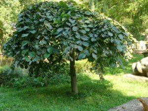 - Žalosni brest -Ulmus grabra pendula