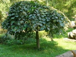 - Žalosni brest -Ulmus grabra pendula