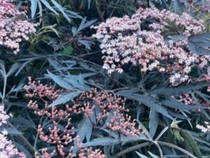 - Crna zova - Sambucus nigra