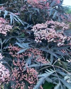 - Crna zova - Sambucus nigra