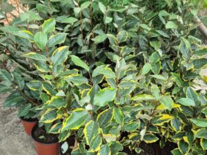 - Dafina - Elaeagnus × ebbingei