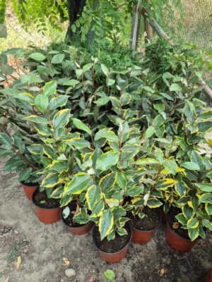 - Dafina - Elaeagnus × ebbingei