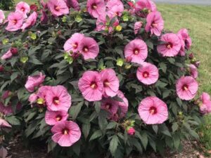 - Močvarni hibiskus