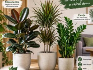 Hit paket cveća: Fikus, Dracena Marginata i Zamija (Sve zajedno!)