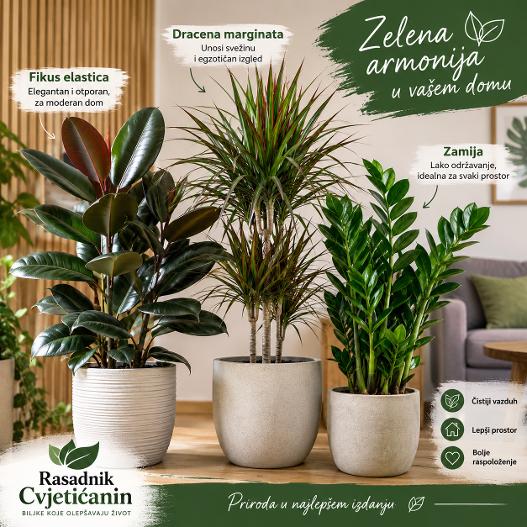 Hit paket cveća: Fikus, Dracena Marginata i Zamija (Sve zajedno!)