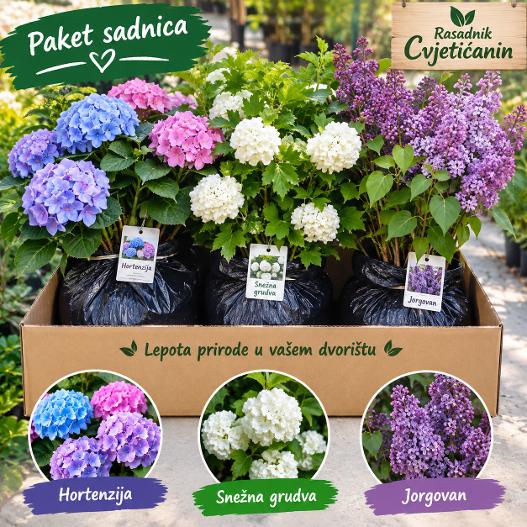 - Paket sadnica- Hortenzija, Snežna grudva, Jorgovan
