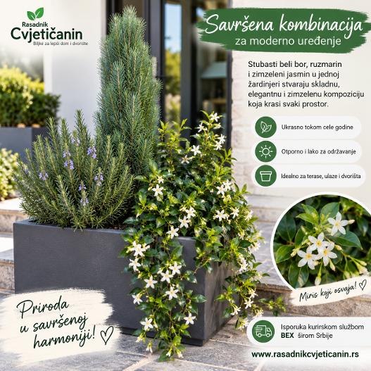 Zelena oaza u jednoj žardinjeri: Spoj elegancije, mirisa i večnog zelenila! 🌿✨