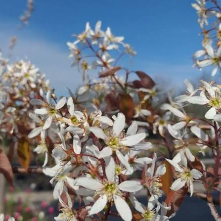 - Snežna borovnica - Amelanchier lamarckii - Slika 2
