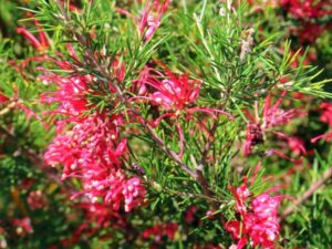 - Grevillea Rosmarinifolia – Ruzmarinolisni Svileni Hrast