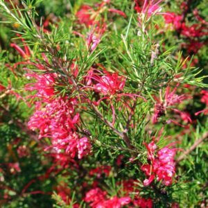 - Grevillea Rosmarinifolia – Ruzmarinolisni Svileni Hrast