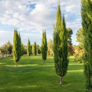 - Mediteranski čempres - Cupressus sempervirens