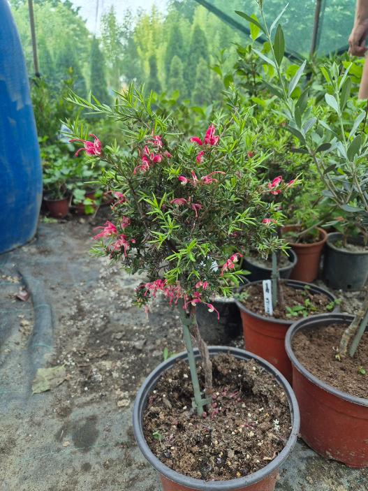 - Grevillea Rosmarinifolia – Ruzmarinolisni Svileni Hrast - Slika 2