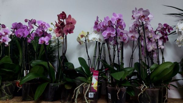 Biljke na popustu, SOBNE CVETNICE, SOBNO CVEĆE, Orhideje - Orchids Phalaenopsis