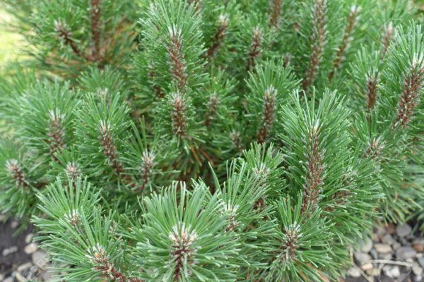 Baštenske sadnice, Četinari, Patuljasti planinski bor - Pinus mugo