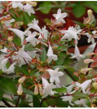 Baštenske sadnice, Ukrasno šiblje, Abelija (Abelia grandiflora)