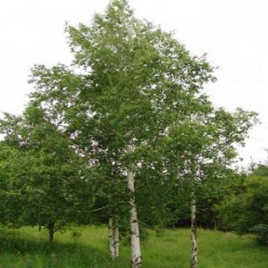 Lišćarsko drveće, Novo, Baštenske sadnice, Breza - Betula pendula