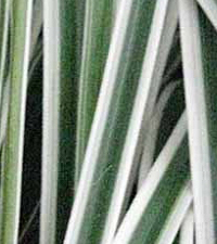 Carex oshimensis Everest 'White'