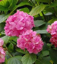 Hydrangea plant - Hortenzija roza