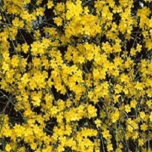 Novo, Baštenske sadnice, Ukrasno šiblje, Zimski jasmin - Jasminum nudiflorum