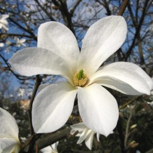 Lišćarsko drveće, Novo, Baštenske sadnice, Magnolije, Ukrasno šiblje, Japanska magnolija - Magnolia Kobus