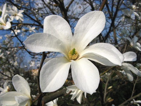Baštenske sadnice, Lišćarsko drveće, Magnolije, Novo, Ukrasno šiblje, Japanska magnolija - Magnolia Kobus
