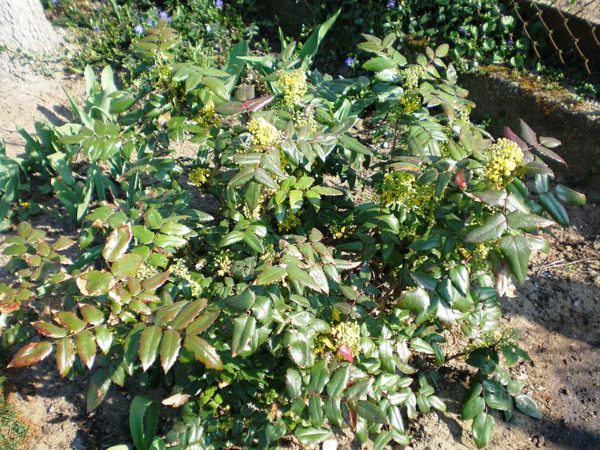 Baštenske sadnice, Ukrasno šiblje, Mahonia aquifolium - Oregonsko groždje
