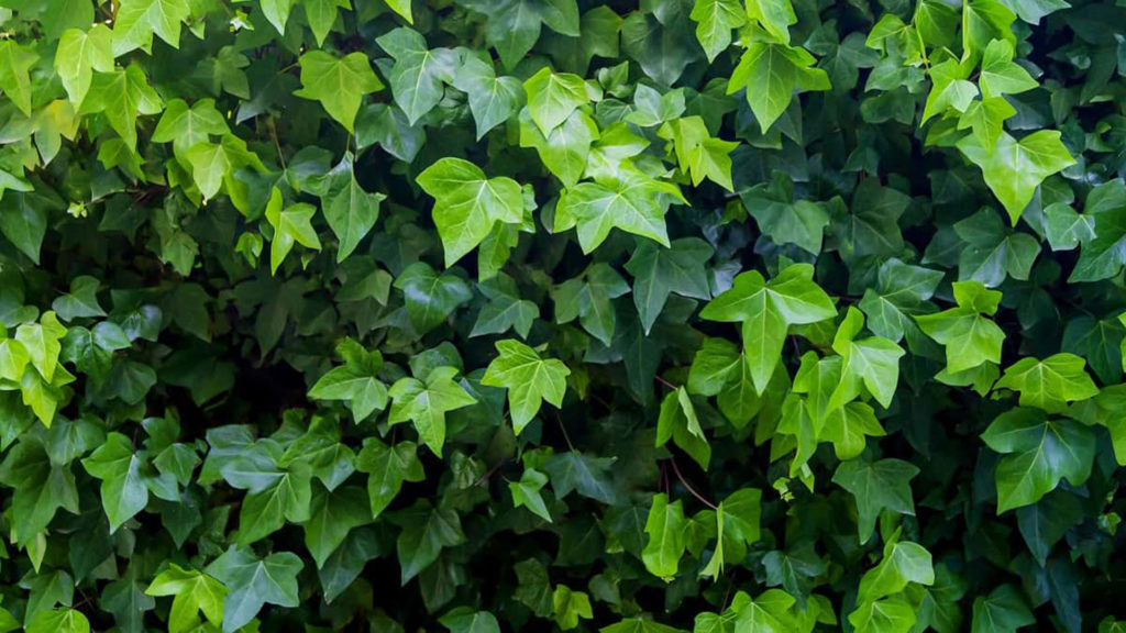 Bršljeni – Zelene zavese