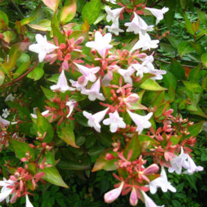 UKRASNO ŠIBLJE, - Abelija - Abelia grandiflora