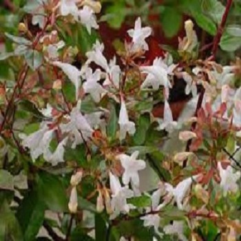 Baštenske sadnice, Ukrasno šiblje, Abelija - Abelia grandiflora