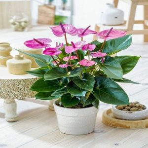 Sobne biljke, Cvetnice, Flamingov cvet - Anthurium scherzerianum