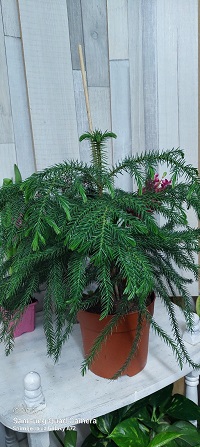 Lisno dekorativno, Sobne biljke, Sobna jela (Araucaria)