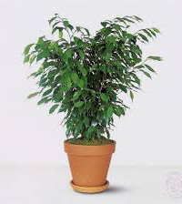 Sobne biljke, Lisno dekorativno, Fikus Bendžamin (Ficus benjamin)