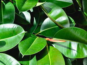 Fikus - Gumijevac  - Ficus elastica