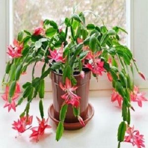 Sobne biljke, Cvetnice, Božićni kaktus (Schlumbergera sp.)