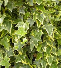 Bršljen - Hedera variegata