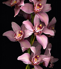 Novo, Sobne biljke, Cvetnice, Cimbidijum (Cymbidieae Epidendroideae Orchidaceae)