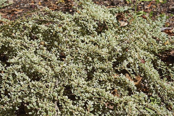 Baštenske sadnice, Ukrasno šiblje, Cotoneaster dammeri - Dunjarica