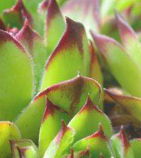 Čuvarkuće (Sempervivum sp.)